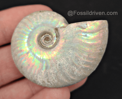 Beautiful, 1.89" Silver Iridescent Ammonite - Madagascar - Fossil Driven
