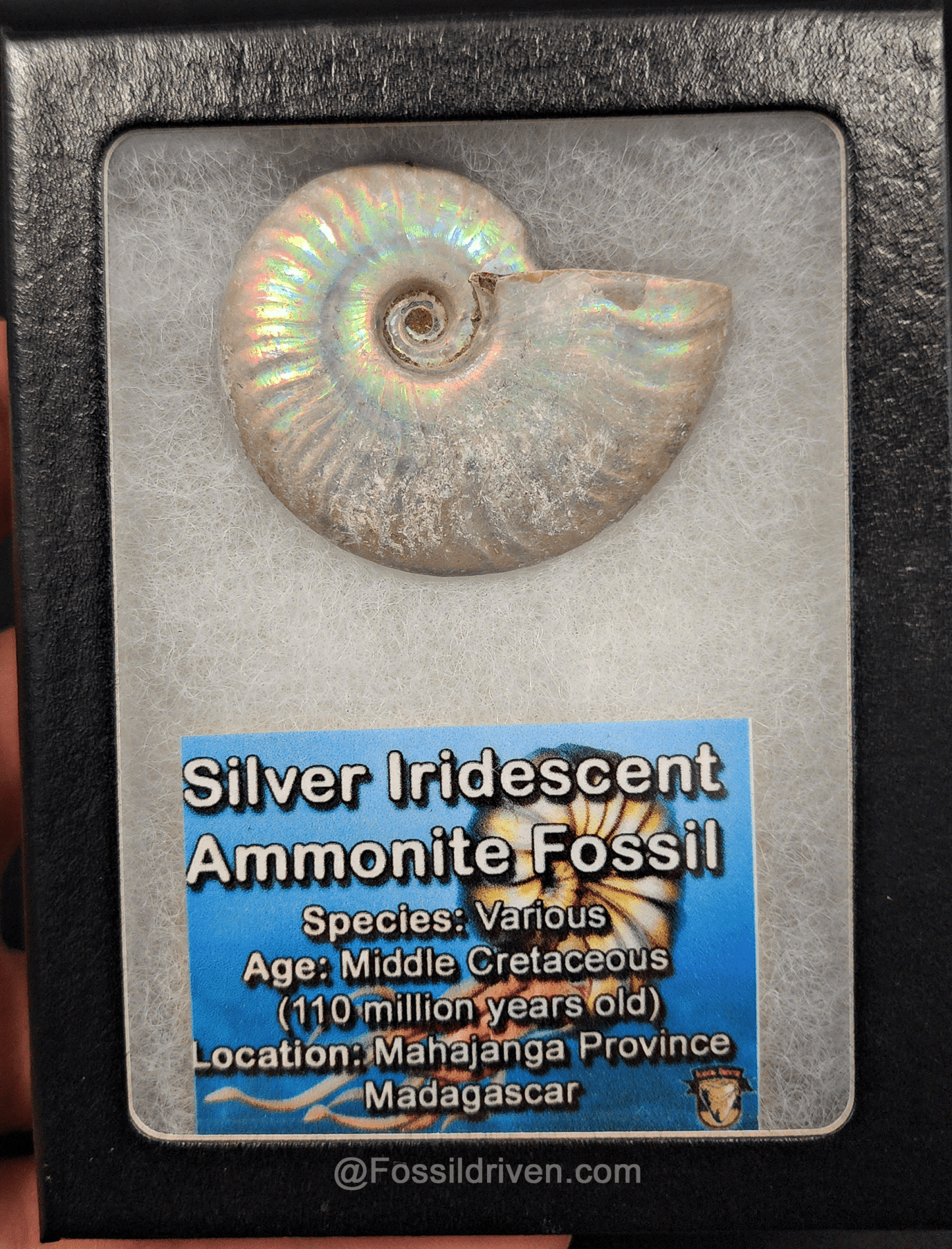 Beautiful, 1.89" Silver Iridescent Ammonite - Madagascar - Fossil Driven
