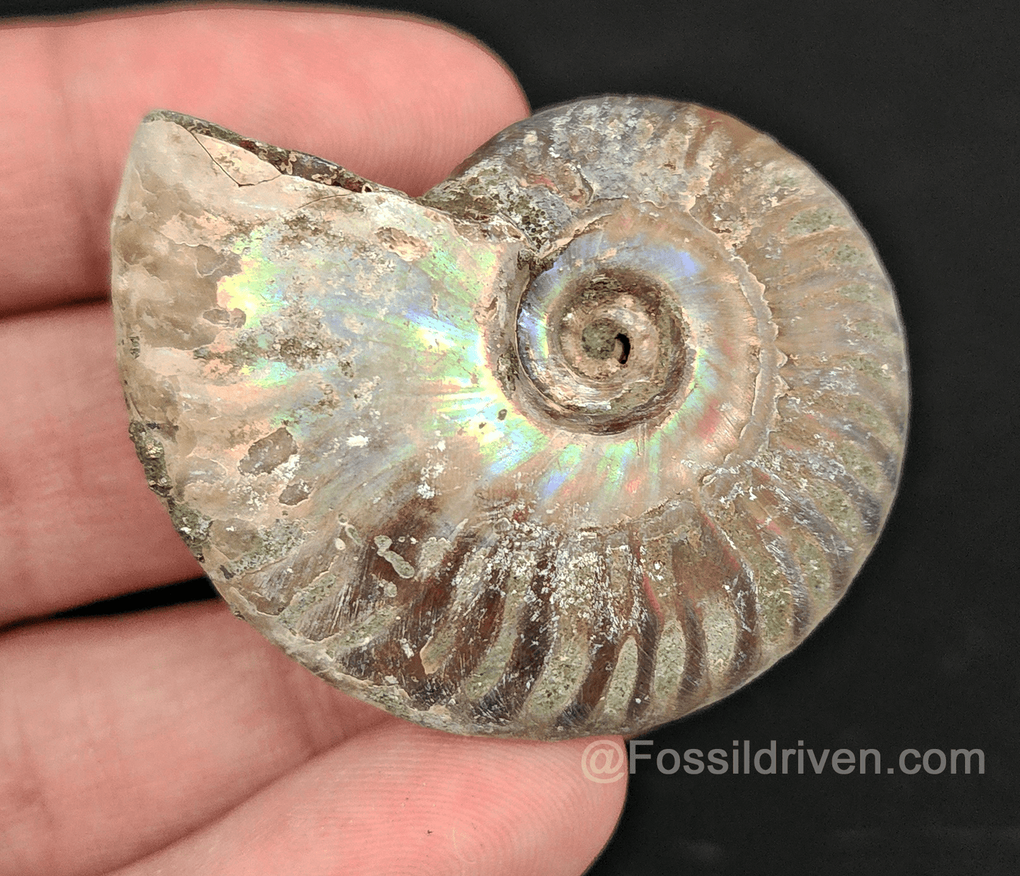 Beautiful, 1.90" Silver Iridescent Ammonite - Madagascar - Fossil Driven