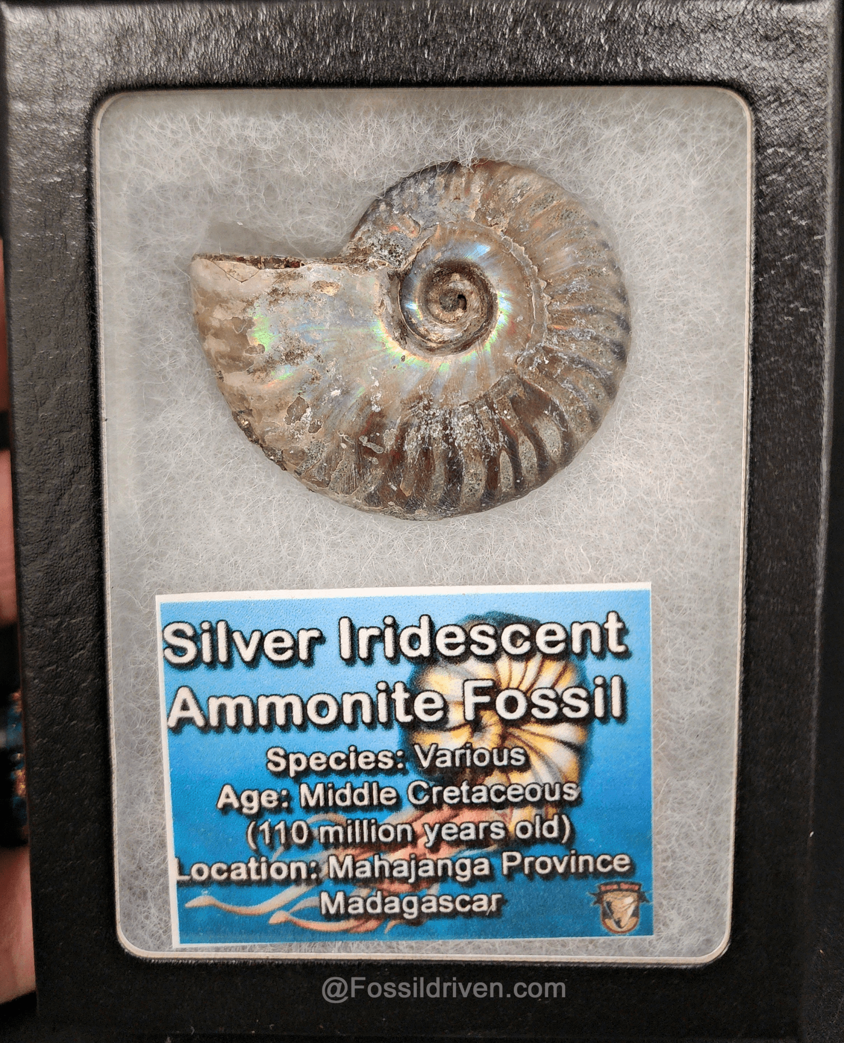 Beautiful, 1.90" Silver Iridescent Ammonite - Madagascar - Fossil Driven