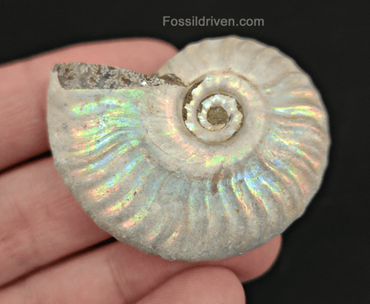 Beautiful, 1.90" Silver Iridescent Ammonite - Madagascar - Fossil Driven
