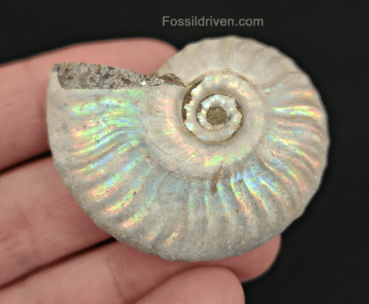 Beautiful, 1.90" Silver Iridescent Ammonite - Madagascar - Fossil Driven