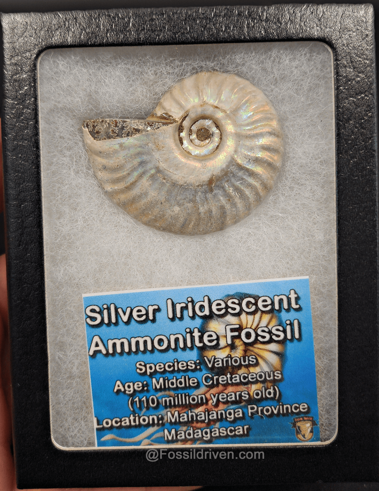 Beautiful, 1.90" Silver Iridescent Ammonite - Madagascar - Fossil Driven