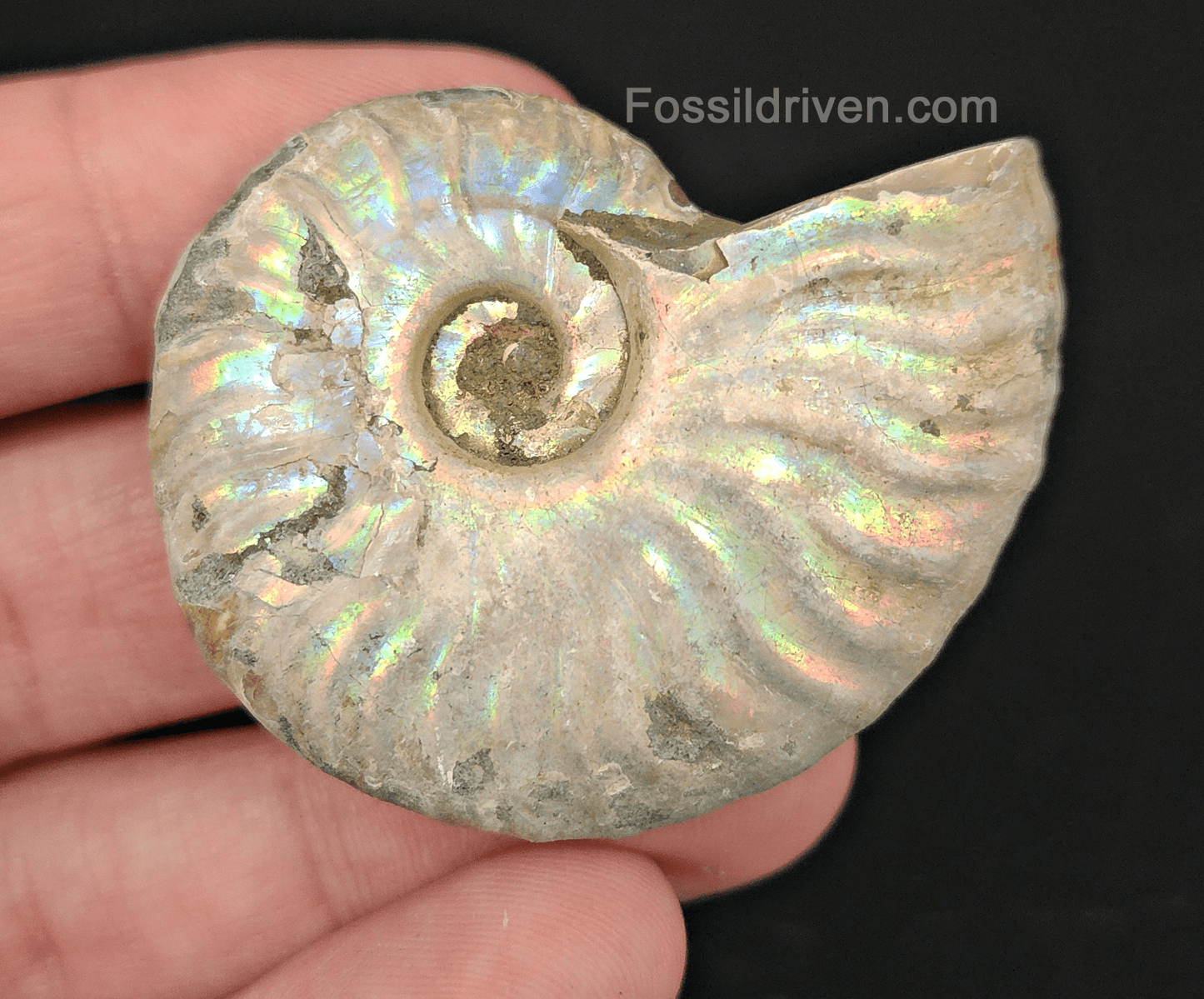 Beautiful, 1.96" Silver Iridescent Ammonite - Madagascar - Fossil Driven