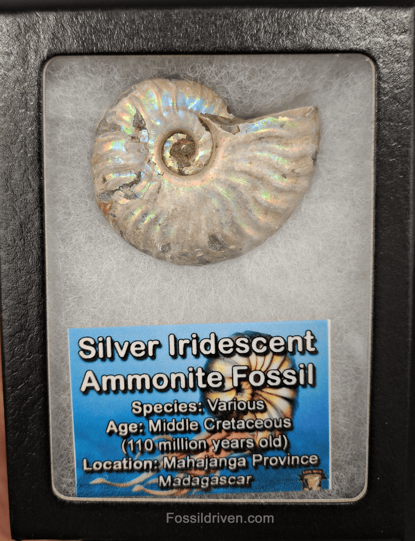 Beautiful, 1.96" Silver Iridescent Ammonite - Madagascar - Fossil Driven