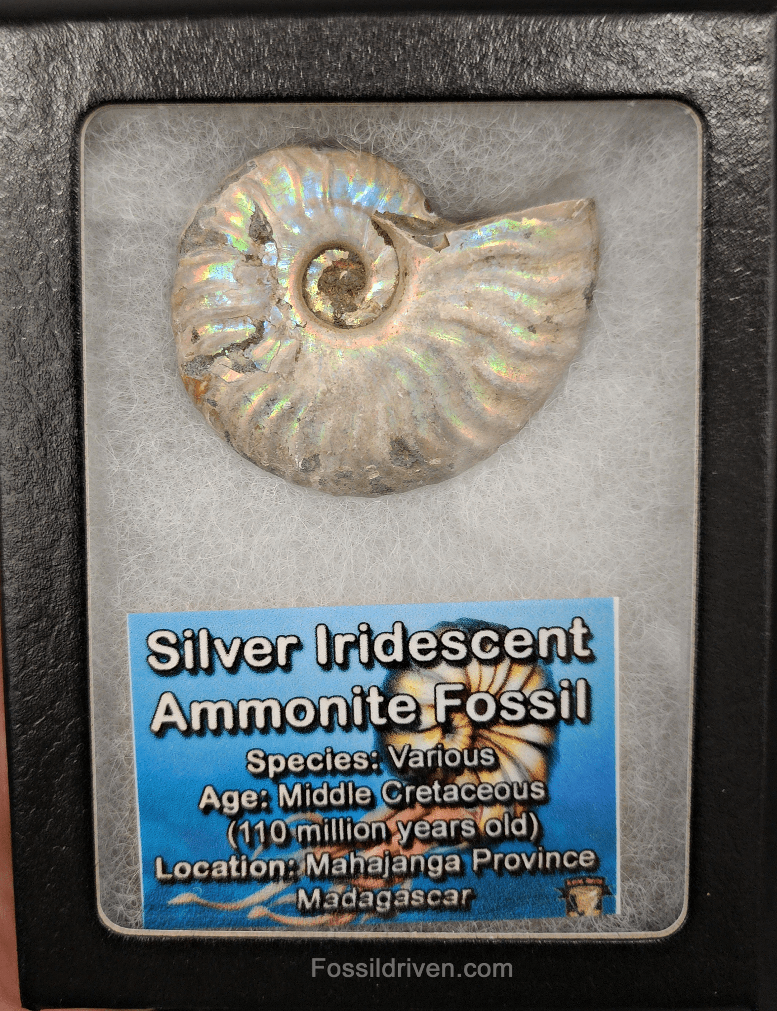 Beautiful, 1.96" Silver Iridescent Ammonite - Madagascar - Fossil Driven