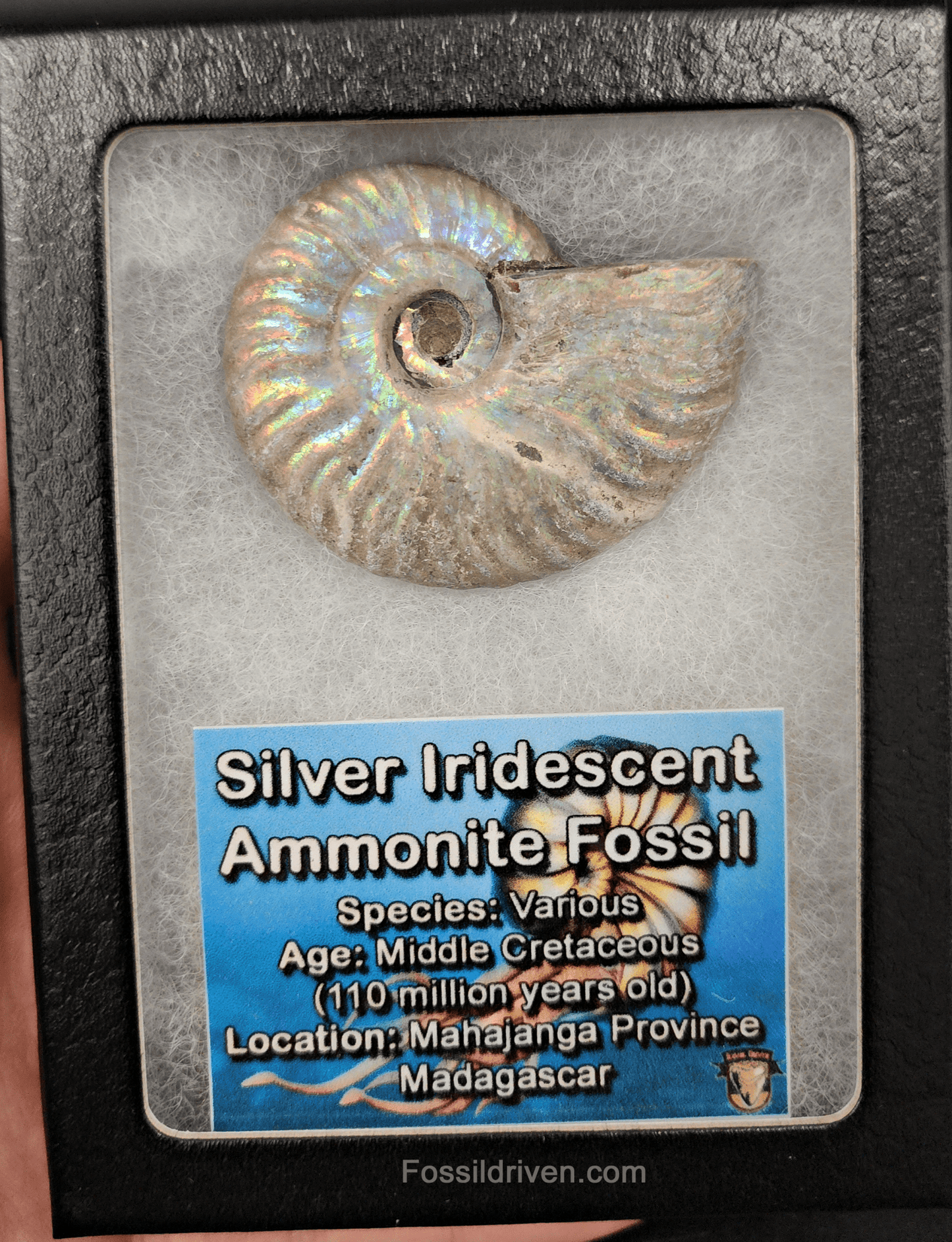 Beautiful, 2.01" Silver Iridescent Ammonite - Madagascar - Fossil Driven