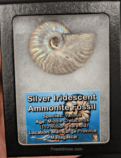 Beautiful, 2.01" Silver Iridescent Ammonite - Madagascar - Fossil Driven