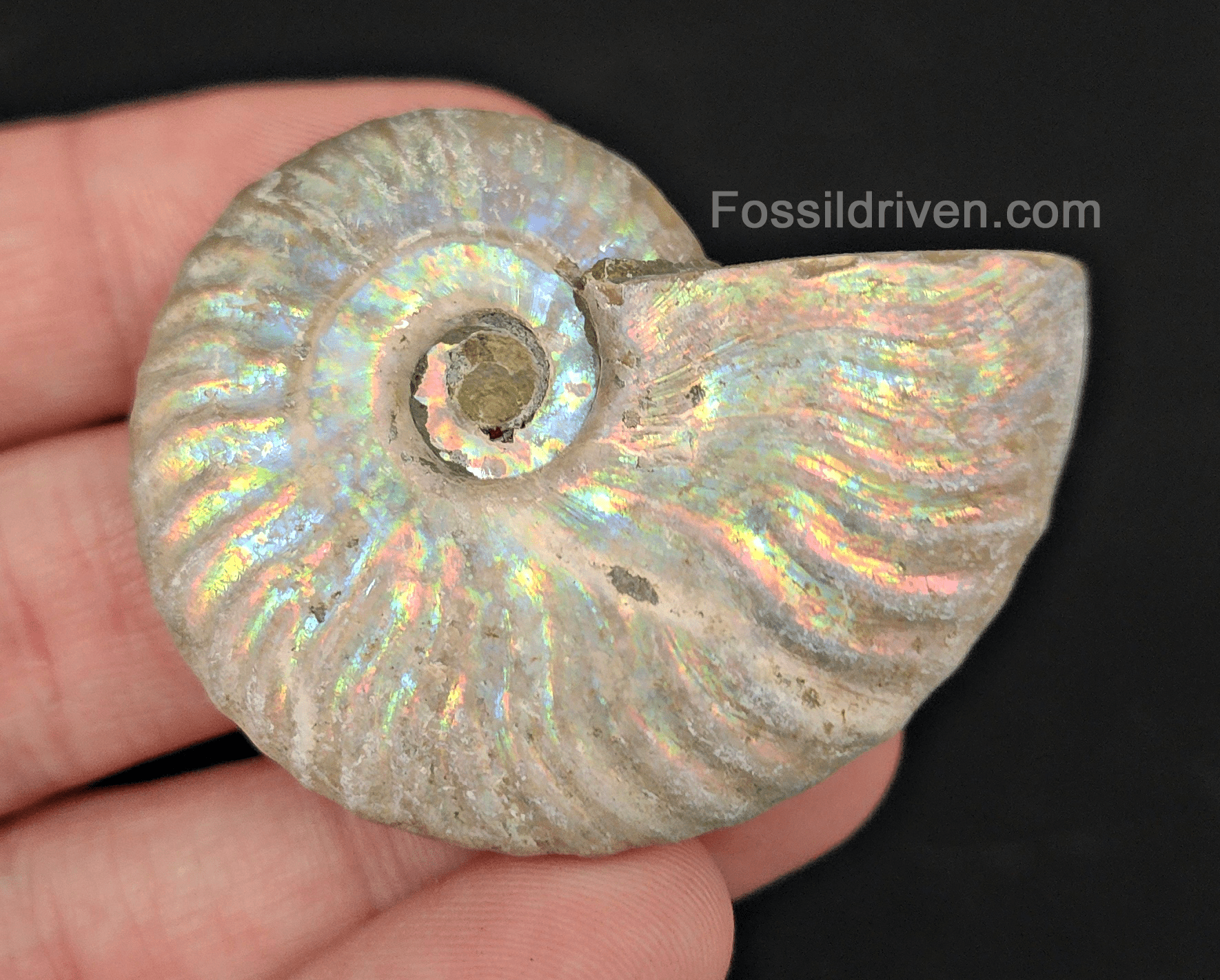 Beautiful, 2.01" Silver Iridescent Ammonite - Madagascar - Fossil Driven