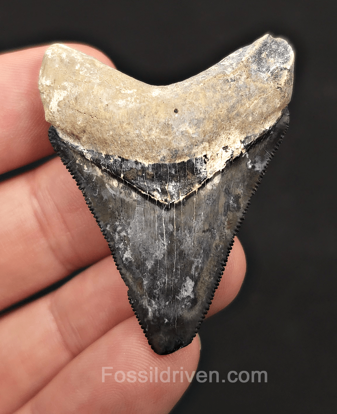 Beautiful, 2.02" Megalodon Tooth - Bone Valley, Florida - Fossil Driven