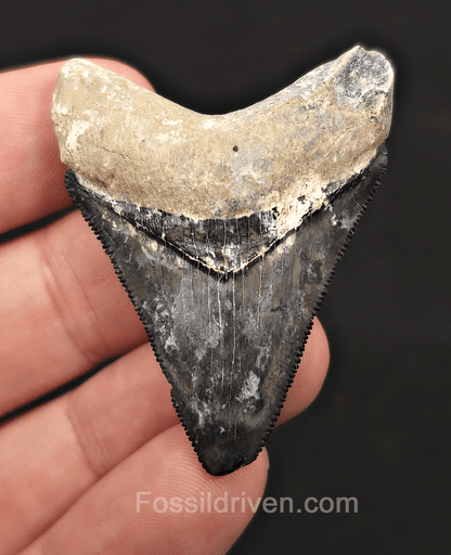 Beautiful, 2.02" Megalodon Tooth - Bone Valley, Florida - Fossil Driven