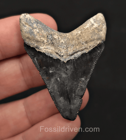 Beautiful, 2.02" Megalodon Tooth - Bone Valley, Florida - Fossil Driven