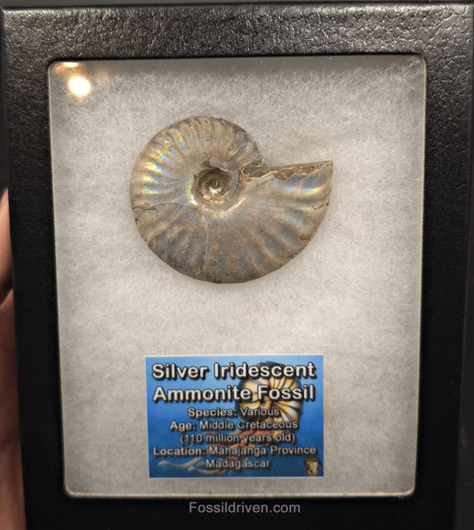 Beautiful, 2.46" Silver Iridescent Ammonite - Madagascar - Fossil Driven