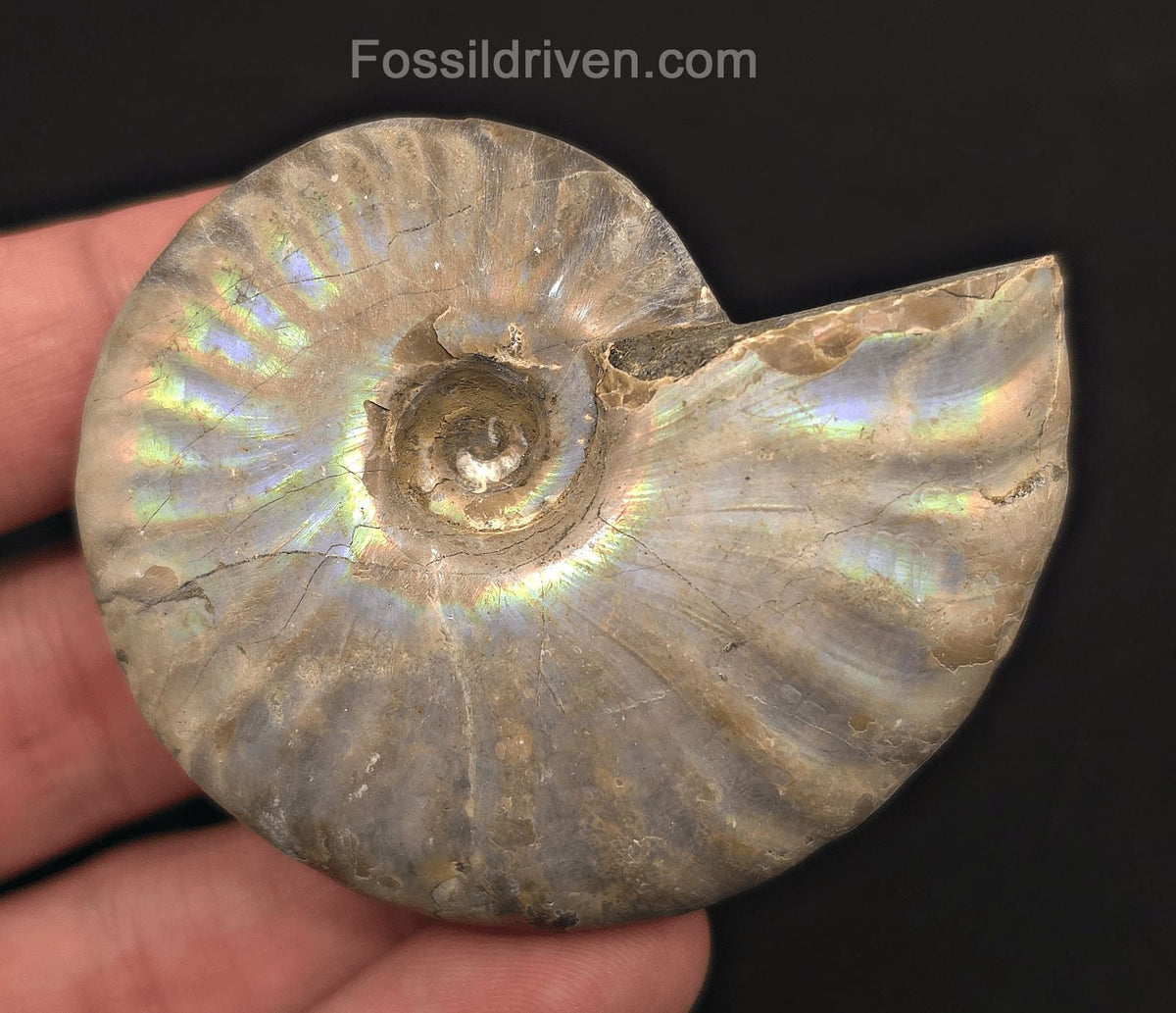 Beautiful, 2.46" Silver Iridescent Ammonite - Madagascar - Fossil Driven
