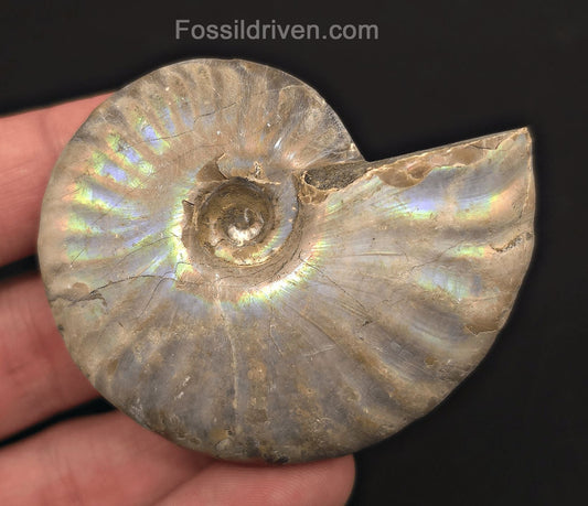 Beautiful, 2.46" Silver Iridescent Ammonite - Madagascar - Fossil Driven