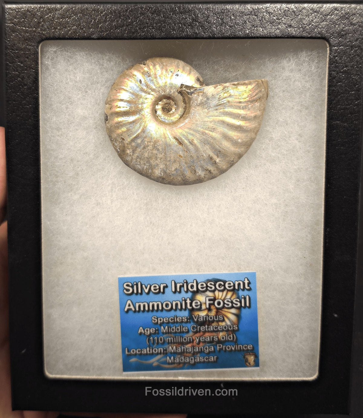 Beautiful, 2.53" Silver Iridescent Ammonite - Madagascar - Fossil Driven