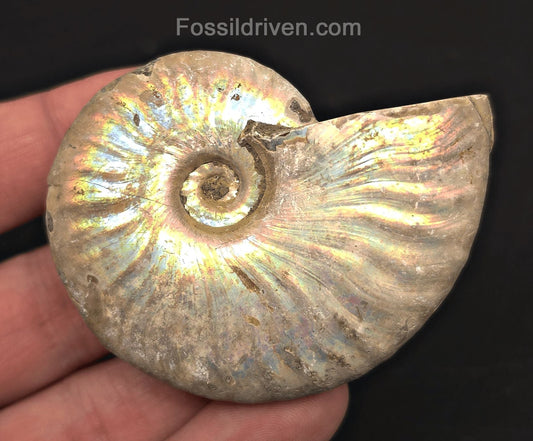 Beautiful, 2.53" Silver Iridescent Ammonite - Madagascar - Fossil Driven