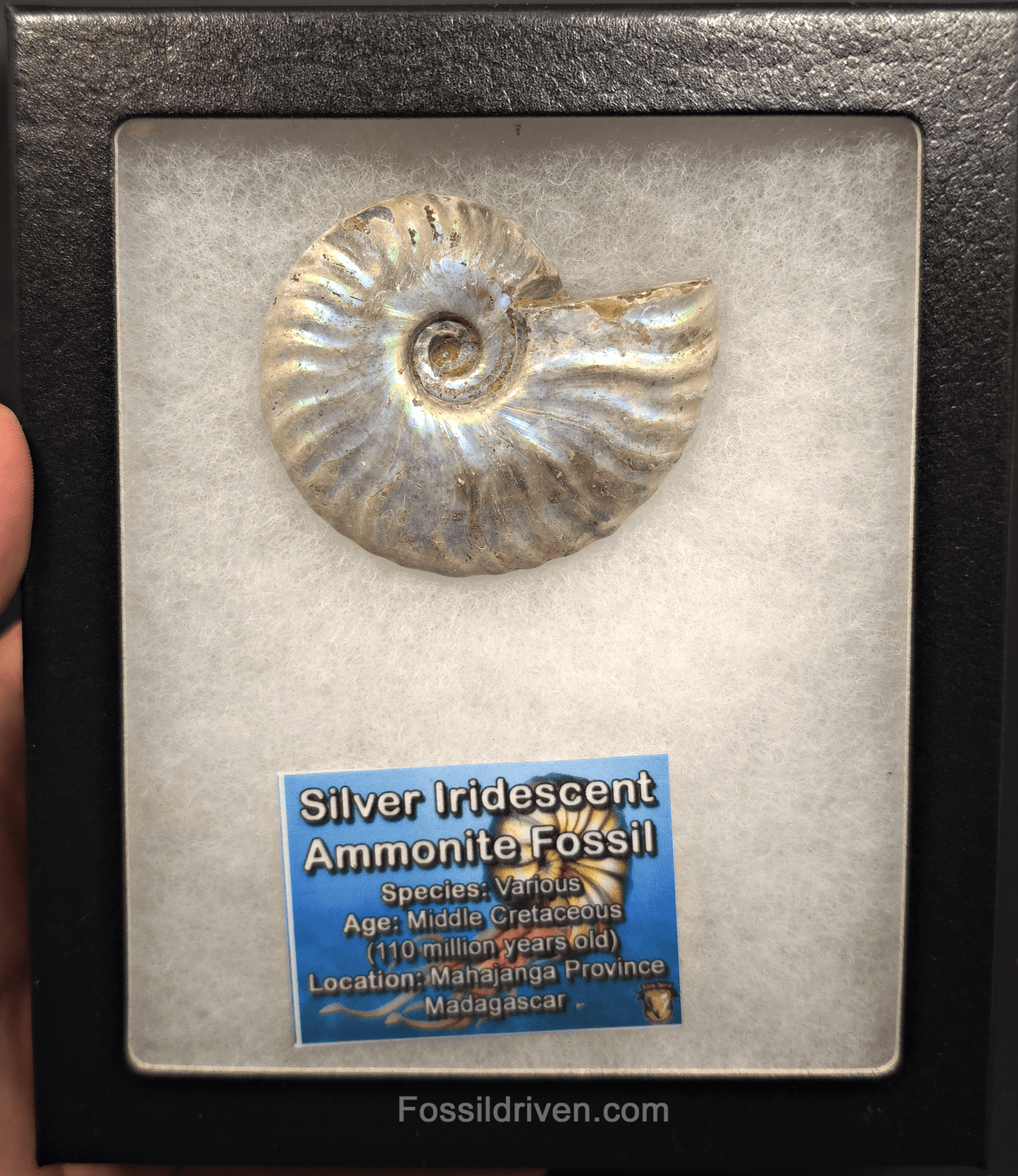 Beautiful, 2.58" Silver Iridescent Ammonite - Madagascar - Fossil Driven