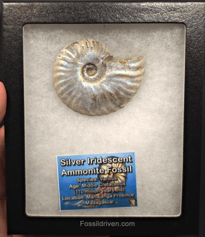 Beautiful, 2.58" Silver Iridescent Ammonite - Madagascar - Fossil Driven