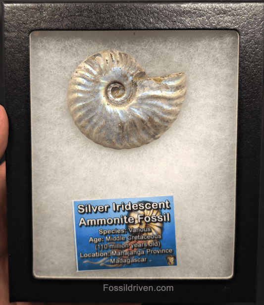 Beautiful, 2.58" Silver Iridescent Ammonite - Madagascar - Fossil Driven