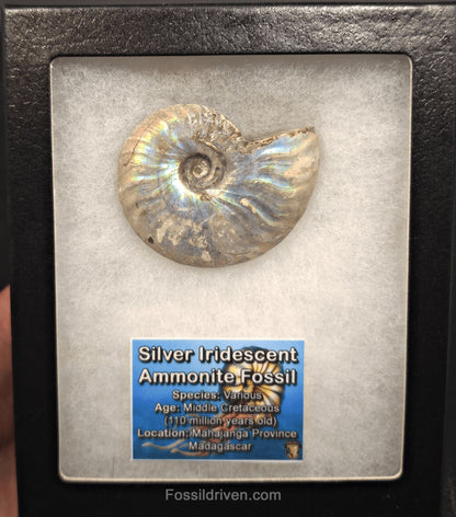Beautiful, 2.58" Silver Iridescent Ammonite - Madagascar - Fossil Driven