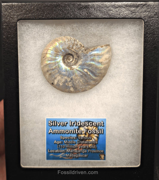 Beautiful, 2.58" Silver Iridescent Ammonite - Madagascar - Fossil Driven