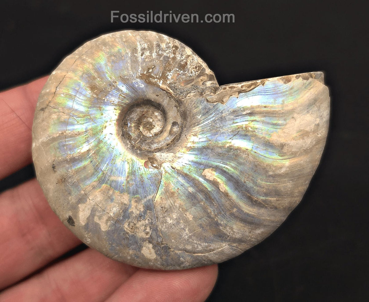 Beautiful, 2.58" Silver Iridescent Ammonite - Madagascar - Fossil Driven