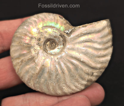 Beautiful, 2.63" Silver Iridescent Ammonite - Madagascar - Fossil Driven
