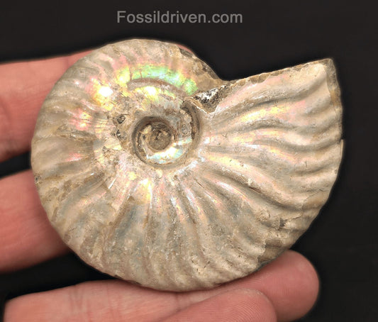 Beautiful, 2.63" Silver Iridescent Ammonite - Madagascar - Fossil Driven