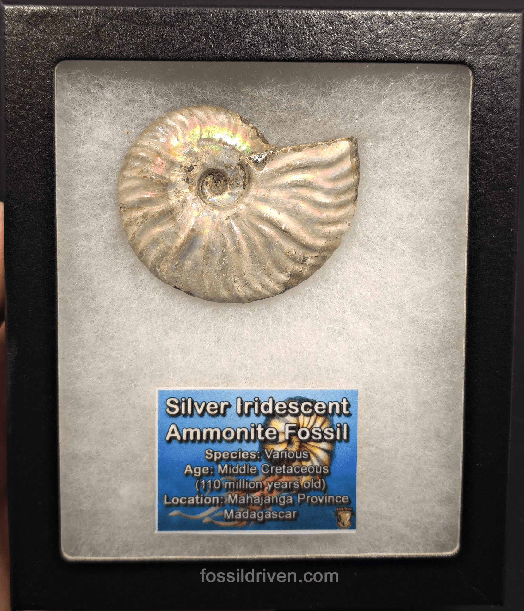 Beautiful, 2.63" Silver Iridescent Ammonite - Madagascar - Fossil Driven