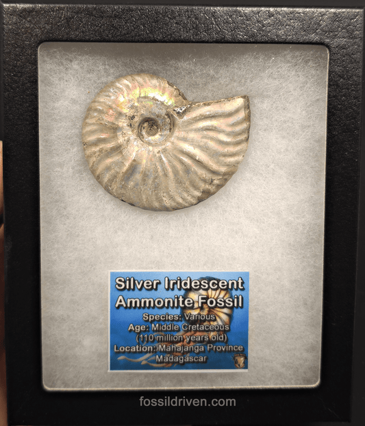 Beautiful, 2.63" Silver Iridescent Ammonite - Madagascar - Fossil Driven