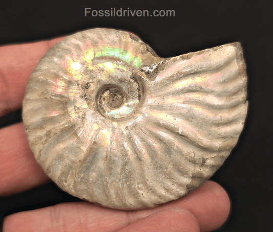 Beautiful, 2.63" Silver Iridescent Ammonite - Madagascar - Fossil Driven