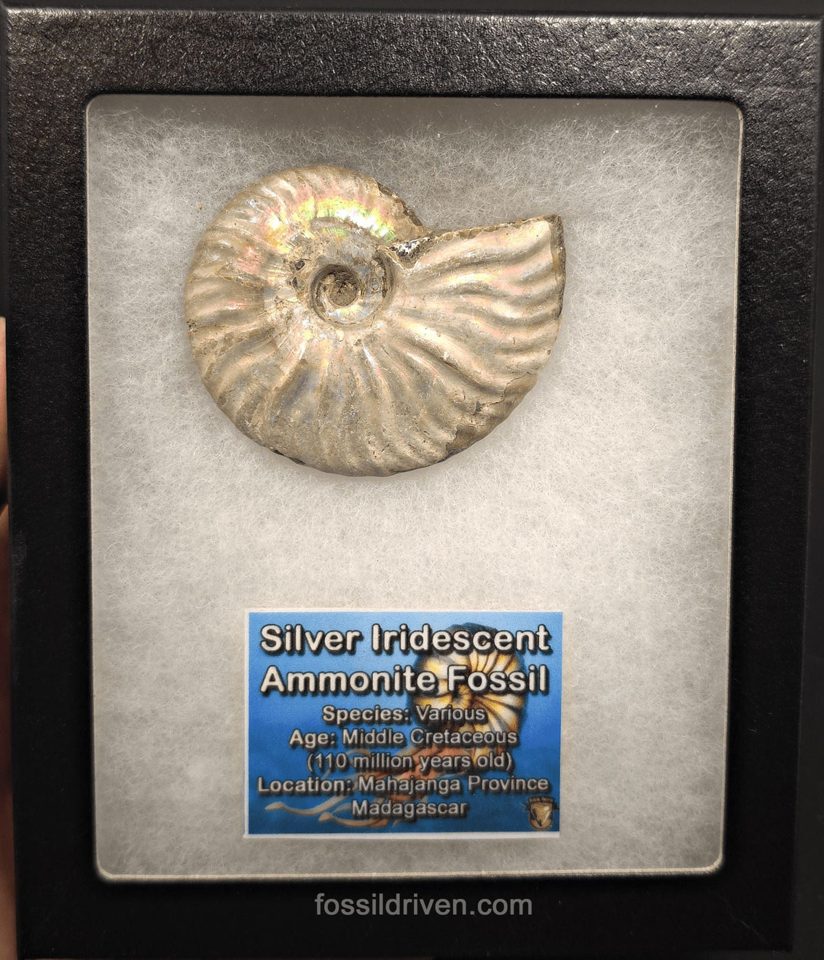 Beautiful, 2.63" Silver Iridescent Ammonite - Madagascar - Fossil Driven