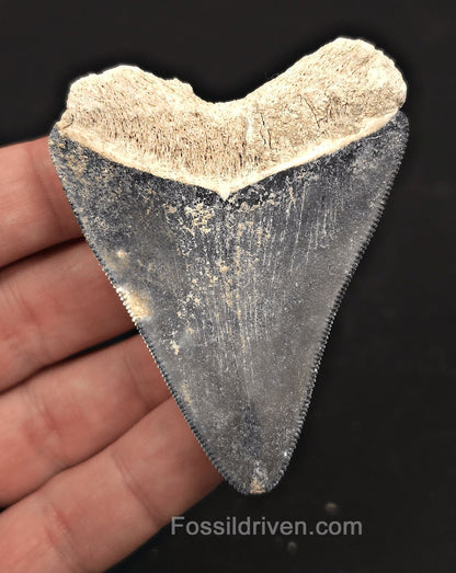 Beautiful, 2.88" Blue Fossil Megalodon Tooth - Bone Valley, Florida - Fossil Driven