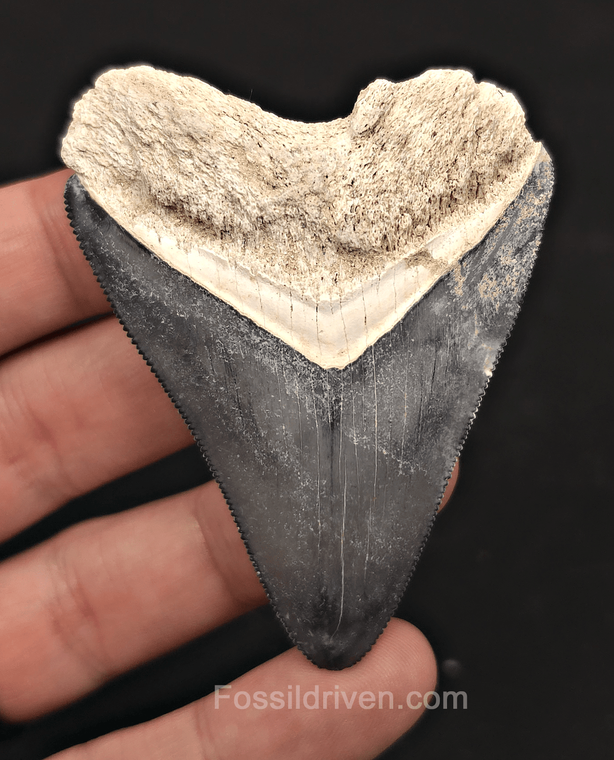 Beautiful, 2.88" Blue Megalodon Tooth - Bone Valley, Florida - Fossil Driven