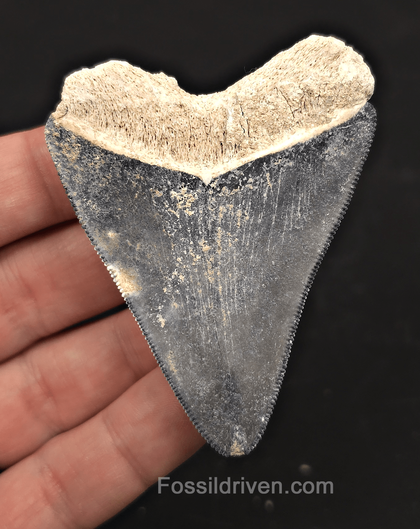 Beautiful, 2.88" Blue Megalodon Tooth - Bone Valley, Florida - Fossil Driven