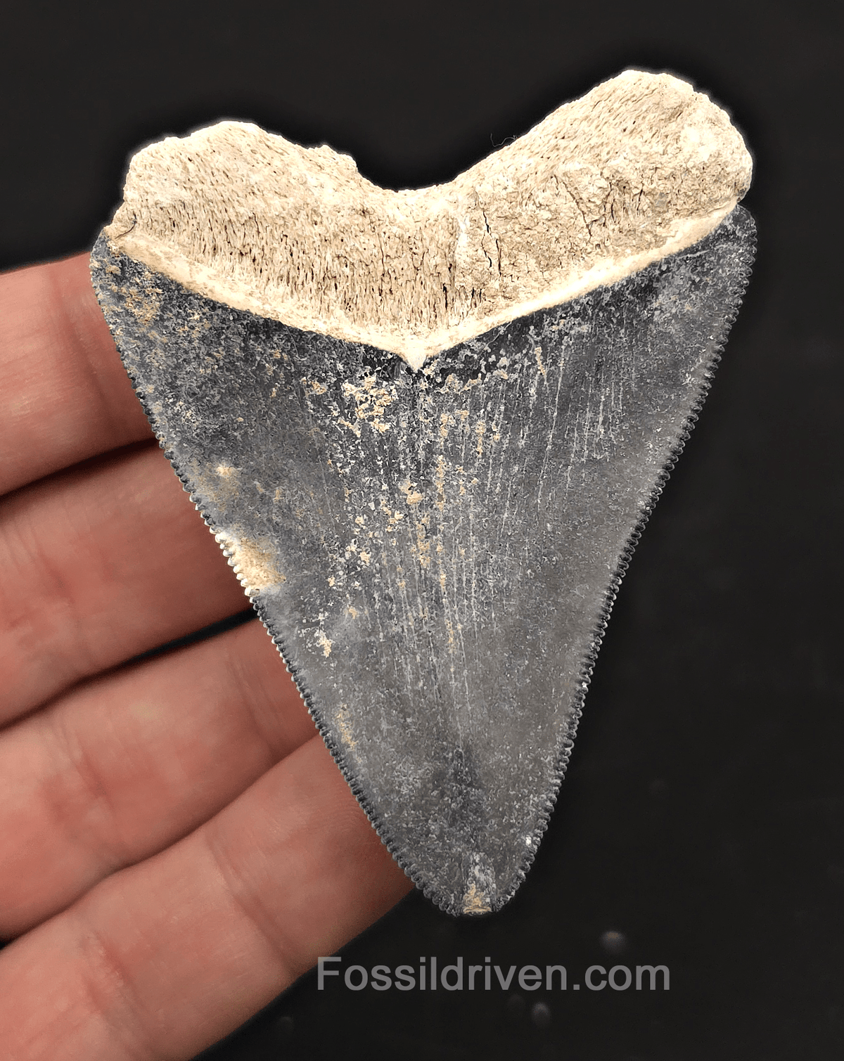 Beautiful, 2.88" Blue Megalodon Tooth - Bone Valley, Florida - Fossil Driven