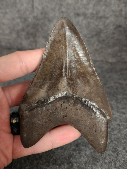 Beautiful, 4.45" Fossil Megalodon Tooth - St. Mary's River - Fossil Driven