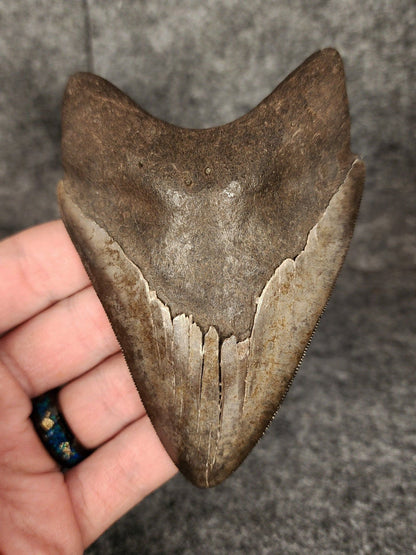 Beautiful, 4.45" Fossil Megalodon Tooth - St. Mary's River - Fossil Driven
