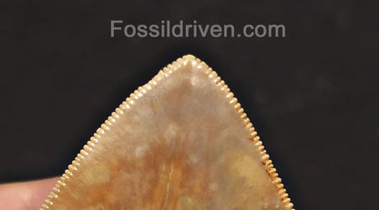 Beautiful, Top 1%, 5.45" Fossil Megalodon Tooth - Java, Indonesia - Fossil Driven
