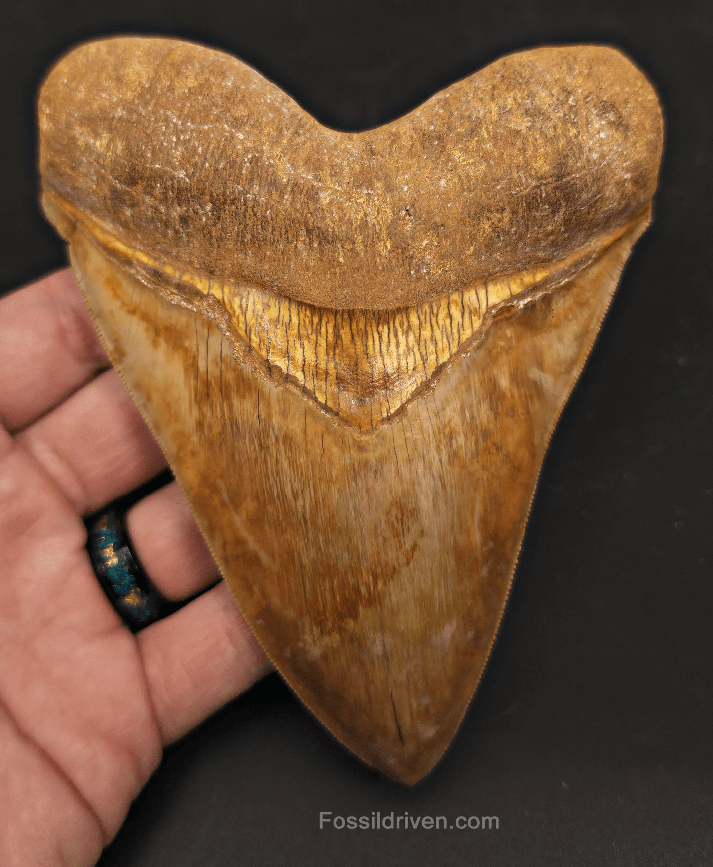 Beautiful, Top 1%, 5.45" Megalodon Tooth - Java, Indonesia - Fossil Driven