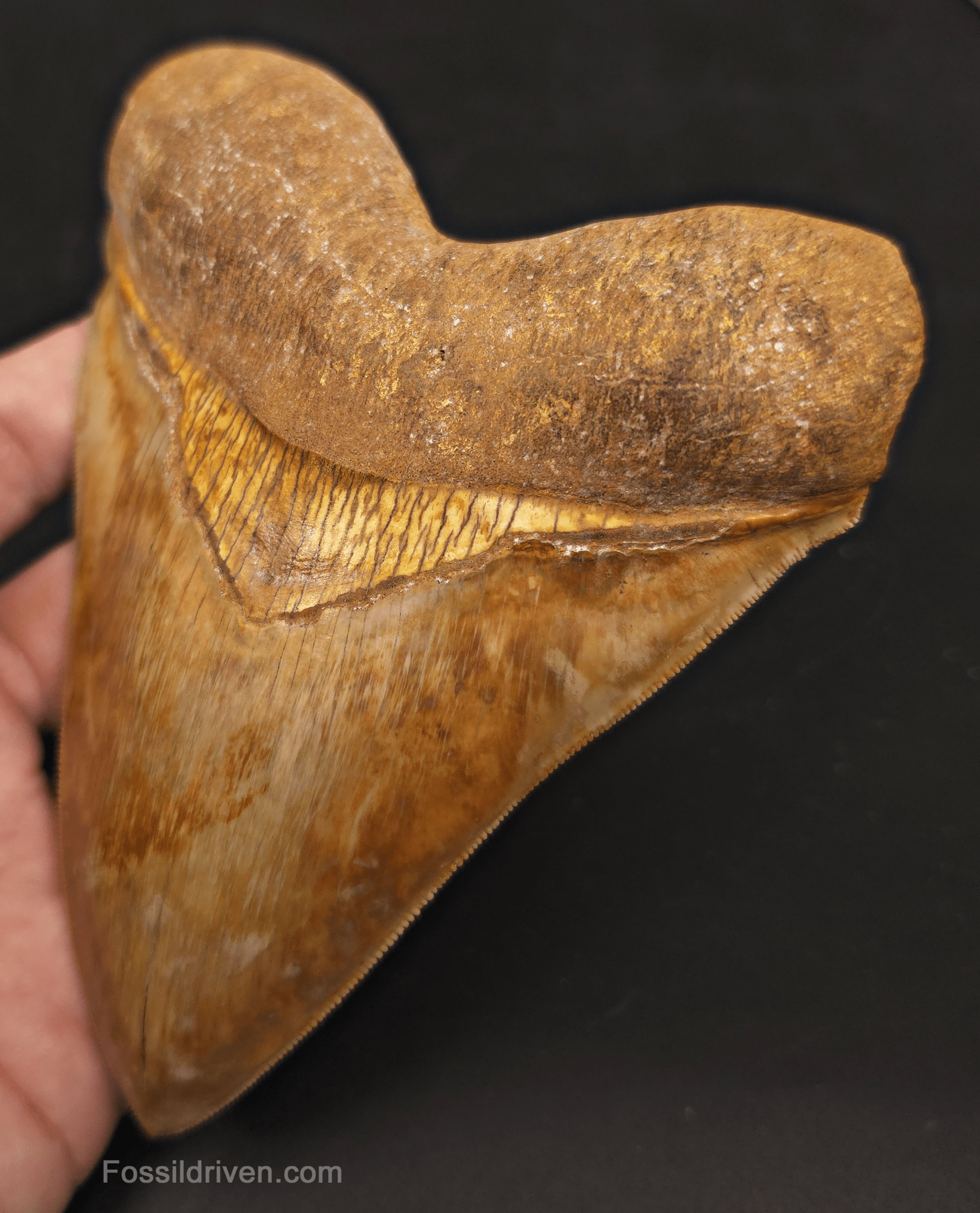 Beautiful, Top 1%, 5.45" Megalodon Tooth - Java, Indonesia - Fossil Driven