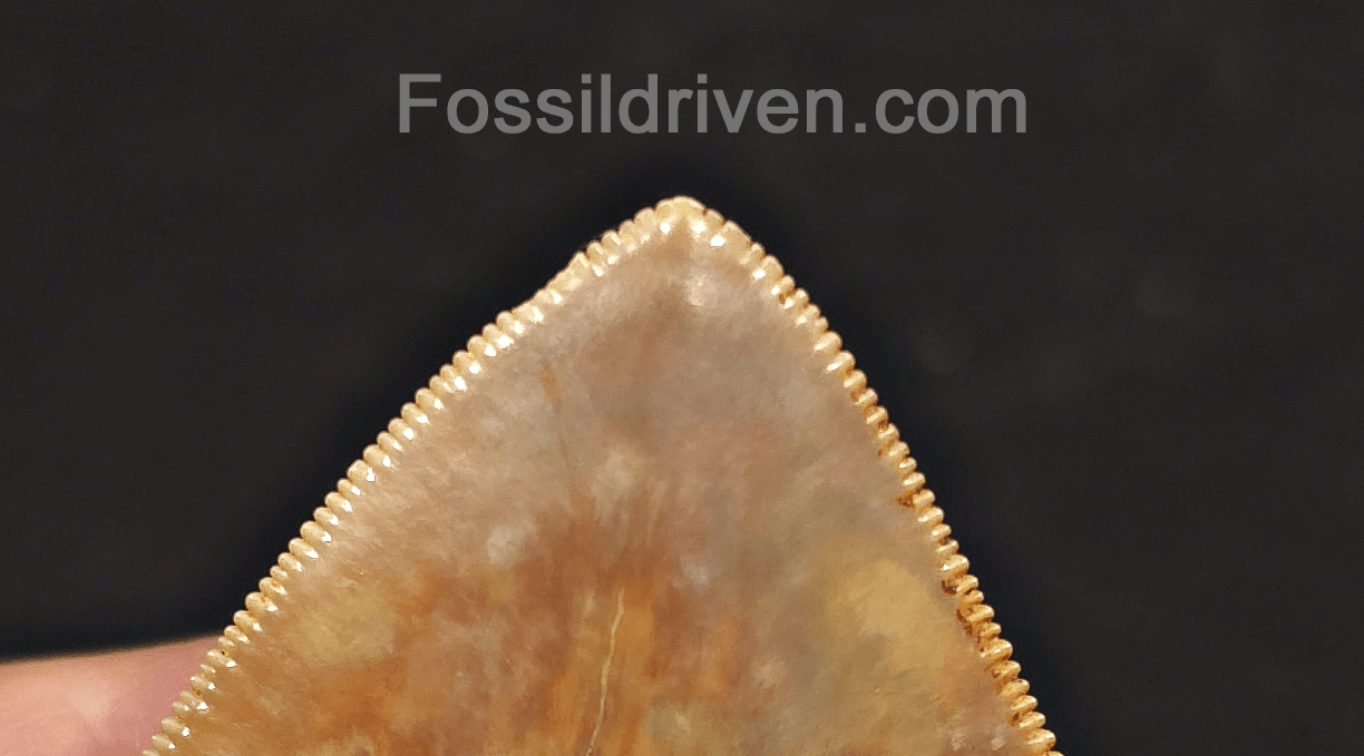 Beautiful, Top 1%, 5.45" Megalodon Tooth - Java, Indonesia - Fossil Driven