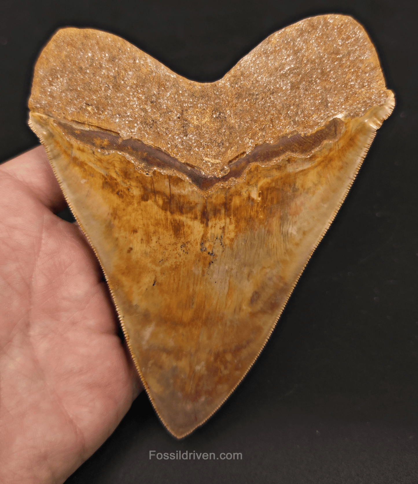 Beautiful, Top 1%, 5.45" Megalodon Tooth - Java, Indonesia - Fossil Driven