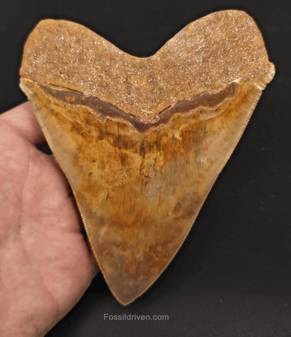 Beautiful, Top 1%, 5.45" Megalodon Tooth - Java, Indonesia - Fossil Driven