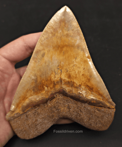 Beautiful, Top 1%, 5.45" Megalodon Tooth - Java, Indonesia - Fossil Driven