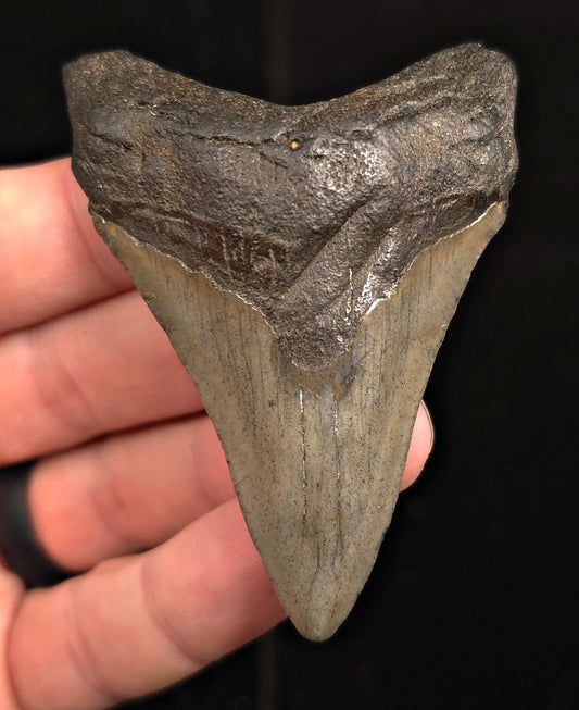 Bite Marked, 2.93" Fossil Megalodon Tooth - Charleston, South Carolina - Fossil Driven