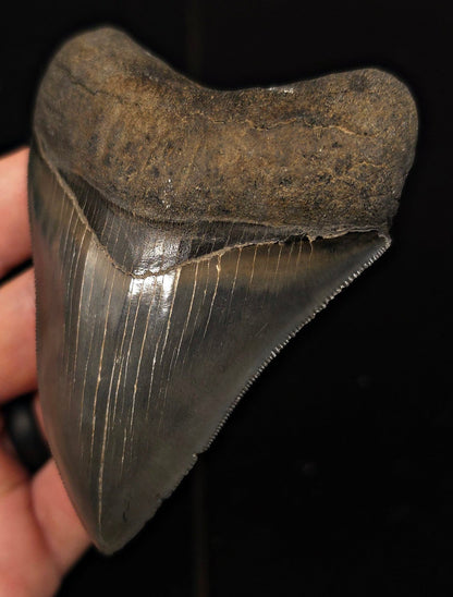 Bite Marked, 3.85" Fossil Megalodon Tooth - Georgia - Fossil Driven