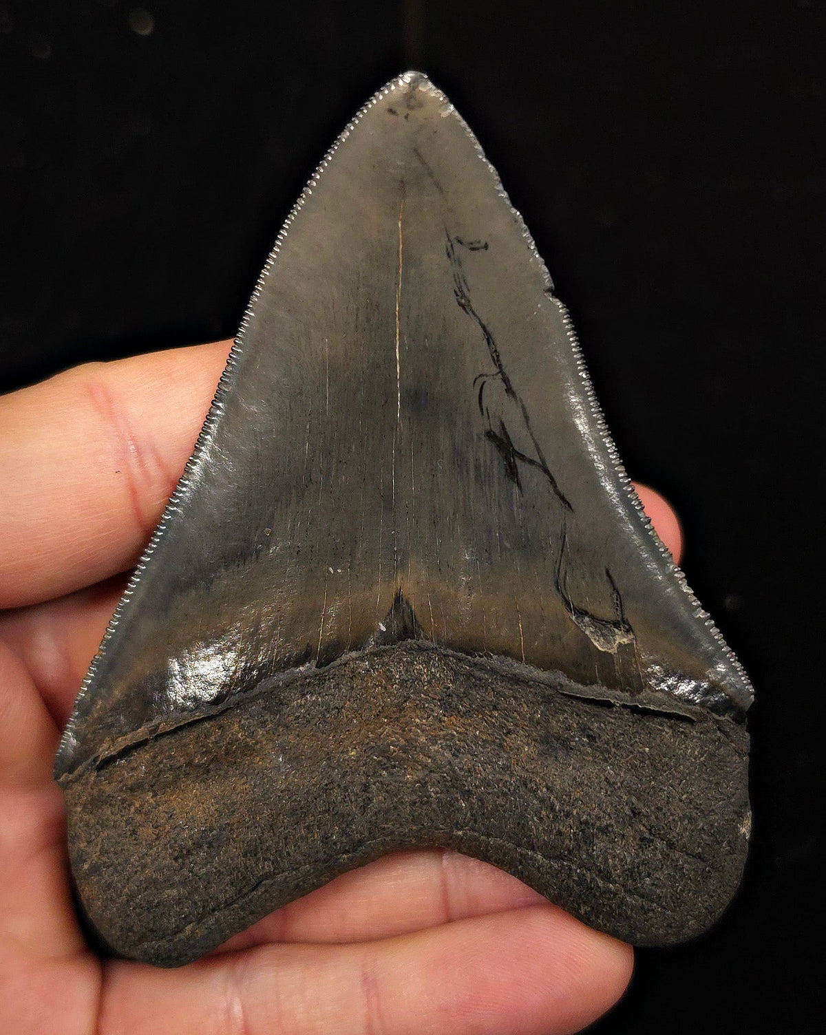 Bite Marked, 3.85" Fossil Megalodon Tooth - Georgia - Fossil Driven