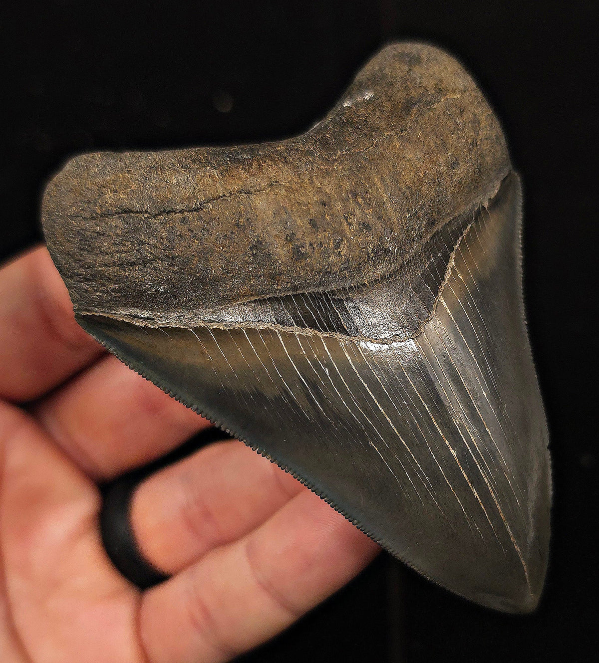 Bite Marked, 3.85" Fossil Megalodon Tooth - Georgia - Fossil Driven